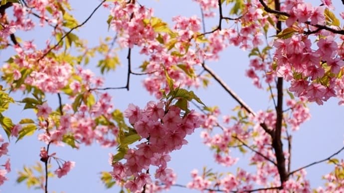 つぶやき#2090　続・長谷寺の花