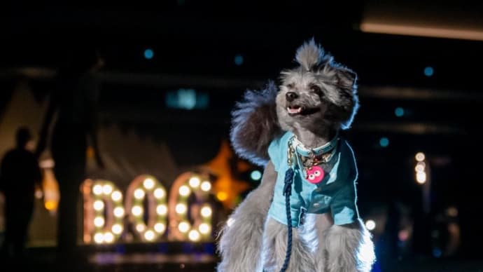 【犬夜市】 赤れんが倉庫イベントだより part3