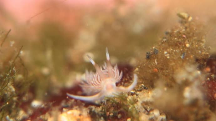 石棒最新生物事情2025/01/10[w/pics]