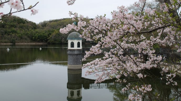 池に映し出される対象景、 服部の大池の水面シンメトリー