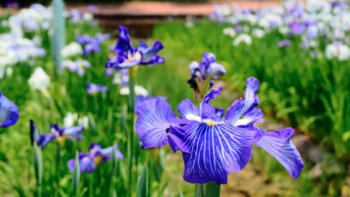 ❽花しょうぶの彩りを楽しむ油ヶ淵の水辺と応仁寺