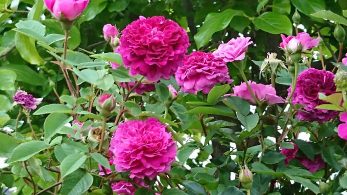 薔薇の香りに包まれて