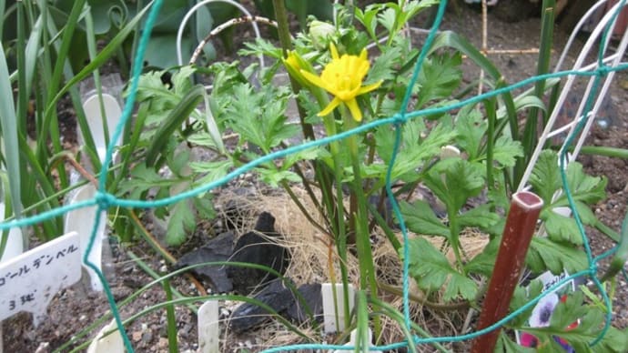 花壇の花と室内植物