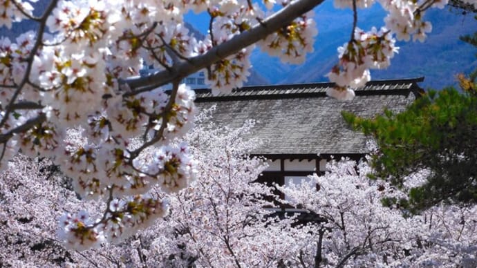 2025・4・16 上田城址公園の桜は半分散り松代城址の桜は今が盛り