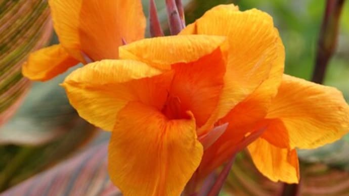 夏~秋の花:カンナ’ダーバン’