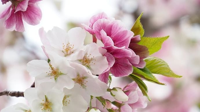 新品種の桜「横浜栄香桜」