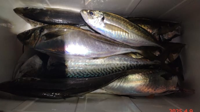 今年初めての片浜海岸