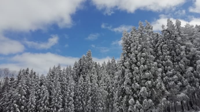 あわすのスキー場で新雪を滑る!