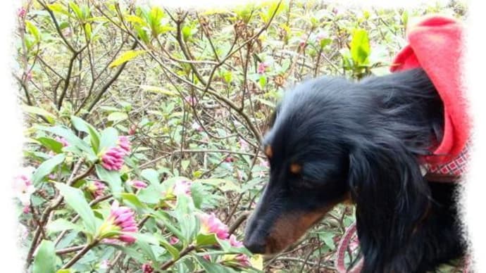 花を愛でる♪