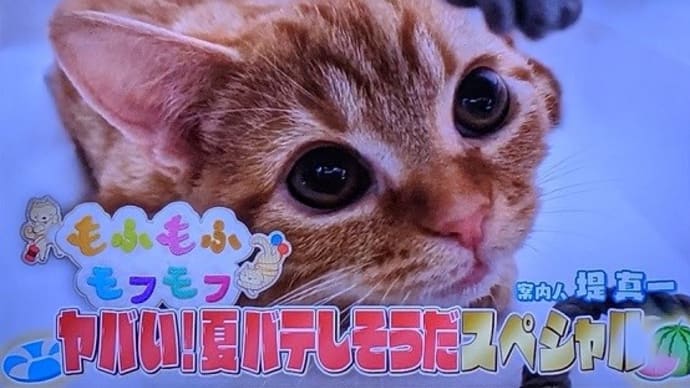 ハッシュタグ もふもふモフモフ Goo Blog Gooブログ ハッシュタグ もふもふモフモフ Goo Blog Gooブログ