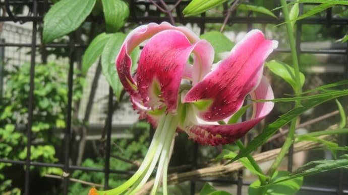 自宅の花 (7月上旬~中旬)