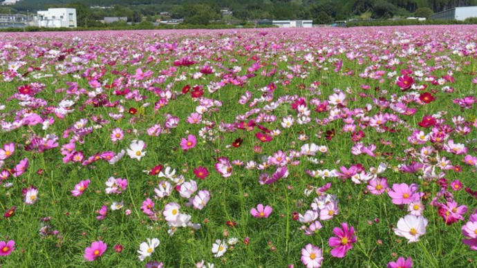 グリーンパークえびのコスモスと矢岳高原展望所の絶景