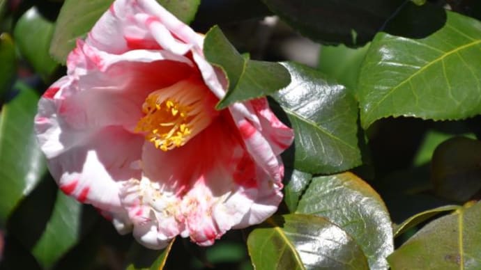 散歩道の花たち 公園の花壇の花たち 14