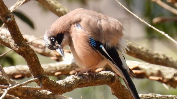 鳥が逃げなかった探鳥会〜ルリビタキ・カケス・タヒバリ