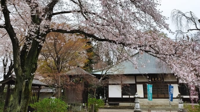 散りゆく桜　（東松山市・浄光寺）