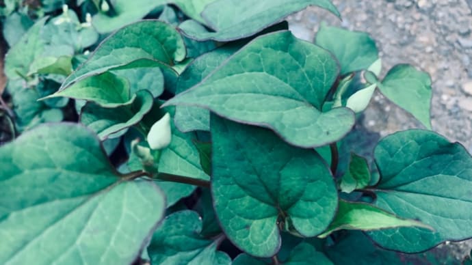 オサンポ walk - スキマ草Plant : ドクダミ草が about the Doku-dami