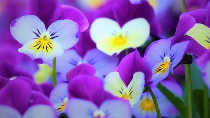 ほんのり桜色 いなり寿司