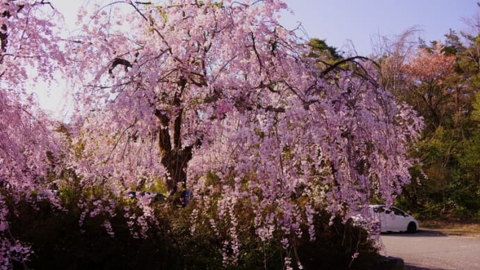 ●卯辰山 八重紅枝垂れ桜