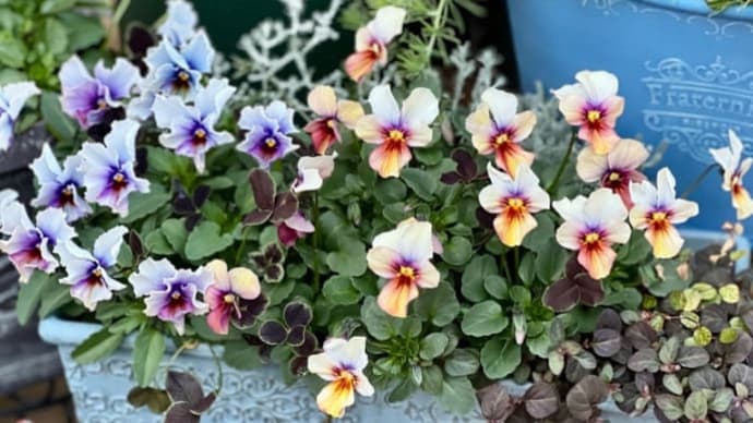 寒気緩む*年代で変わるビオラの寄せ植えの好み