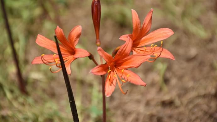 リコリス狩り 神奈川県平塚市 神奈川県立花と緑のふれあいセンター 花菜ガーデン(2)キツネノカミソリ