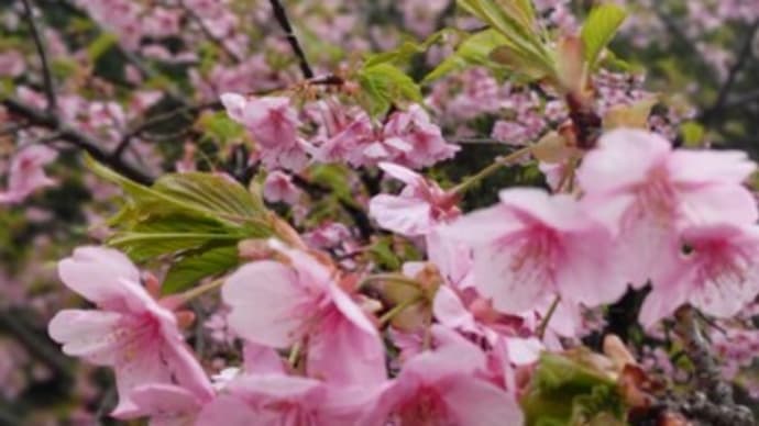 啓蟄。my桜さんぽ①満開を過ぎて散り時の早咲きの桜