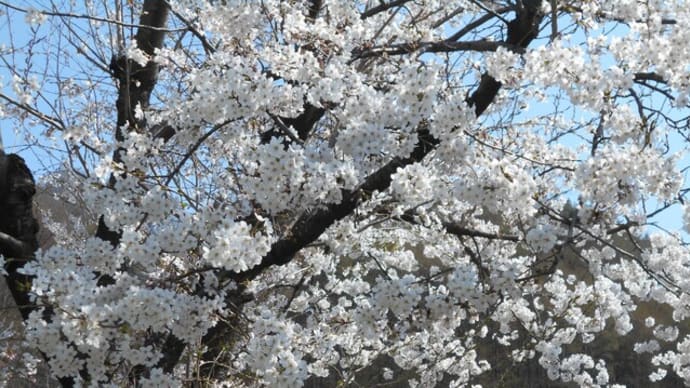 中庭の桜と一緒に　in白梅荘①
