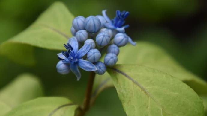 庭で咲く花たち カキランの花が咲きだした 42