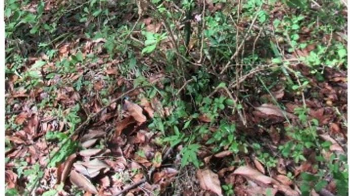 植物園の花 クコの花