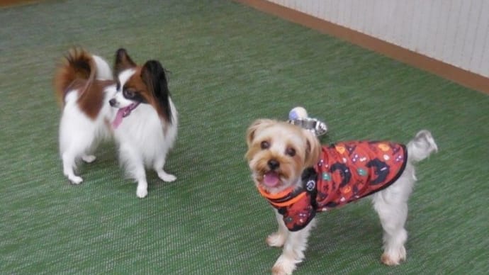 伊豆旅行その3(コレドール湯河原Dog&Resort)