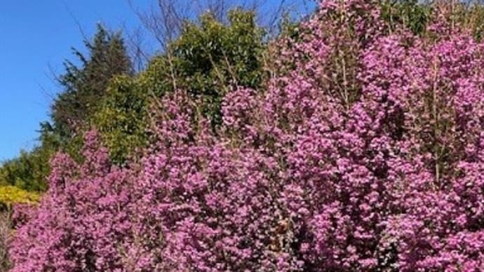 エリカの花散るとき