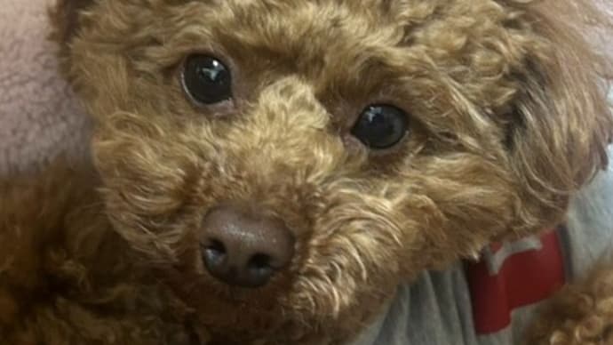 仕事、テニス、クタクタ!