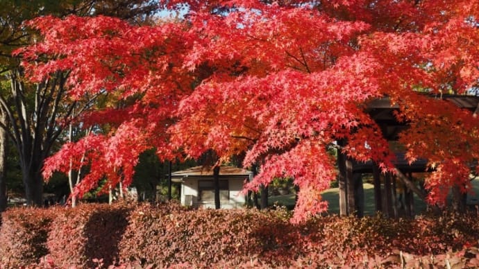長野県の平地でも紅葉が見頃に