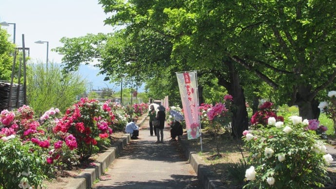 花を愛でる~高畠町のぼたん