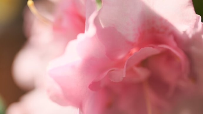 室内花