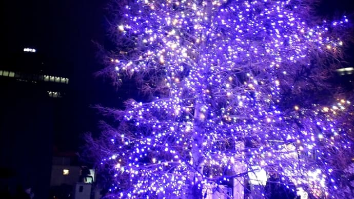 淀屋橋のツリー 写真