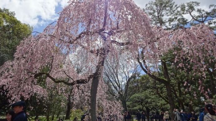 京都御苑・出水のシダレ桜