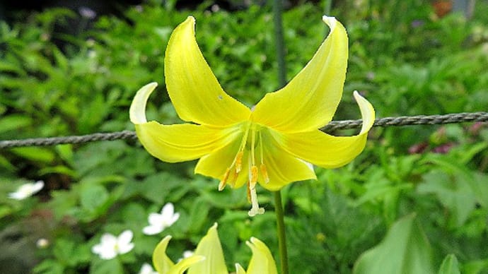 庭の花、春の野草花、キバナカタクリ、イチリンソウ、ニリンソウ、他。