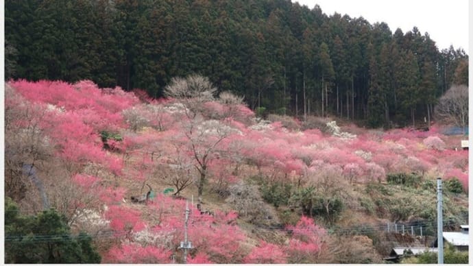 下仁田町　虻田福寿草園