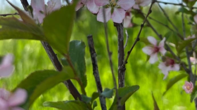 春のウォーキング、桃の花とイモカタバミに癒されて
