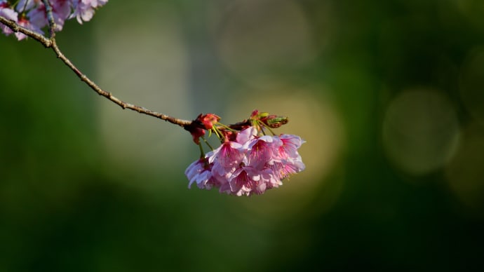 初御代桜 (皇子山公園)