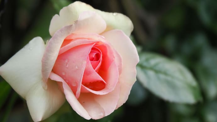 雨上がりの庭にて(薔薇「サマーメモリーズ」)