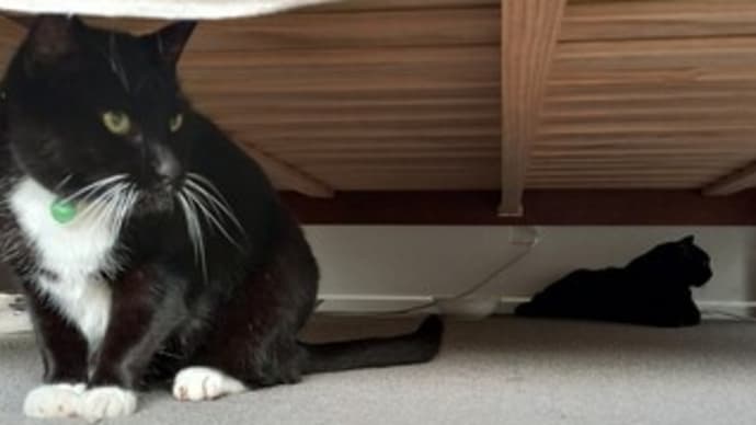 他猫の空似