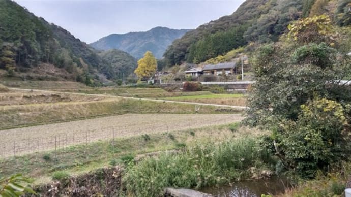 逆杖の公孫樹（さかづえのいちょう）　愛媛県松野町