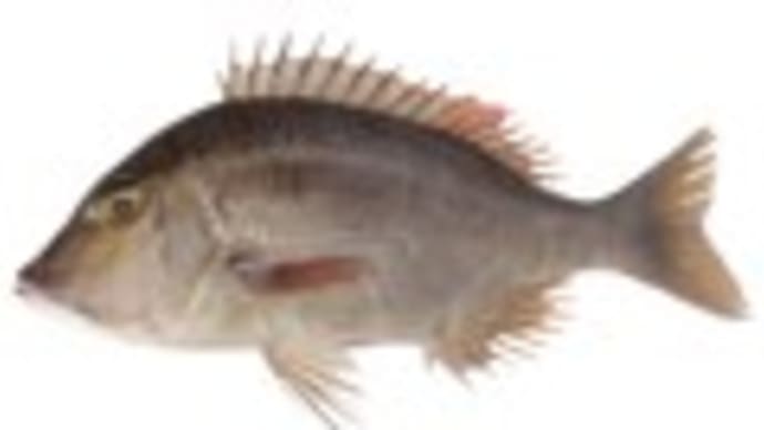 フエフキダイ
