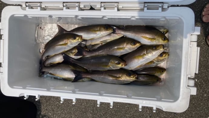 6日・釣果