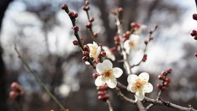 うめ園の冬至や蝋梅など~神代植物公園~