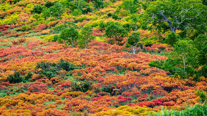 日本一早い紅葉 銀泉台 その2