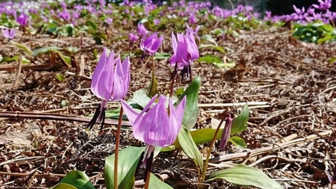 下田沢かたくり園の花だより-見ごろです-《2022年》