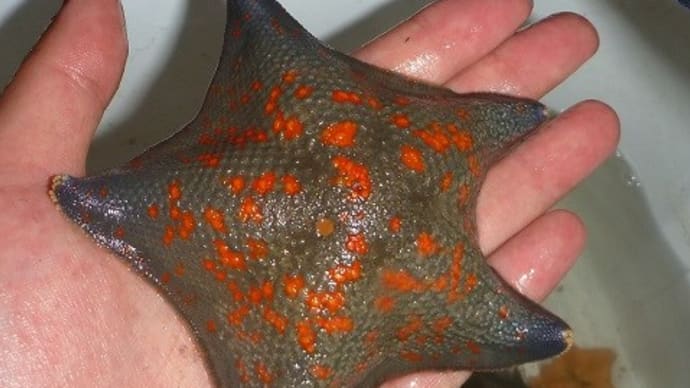 海の生き物ギャラリー(18) 糸巻海星