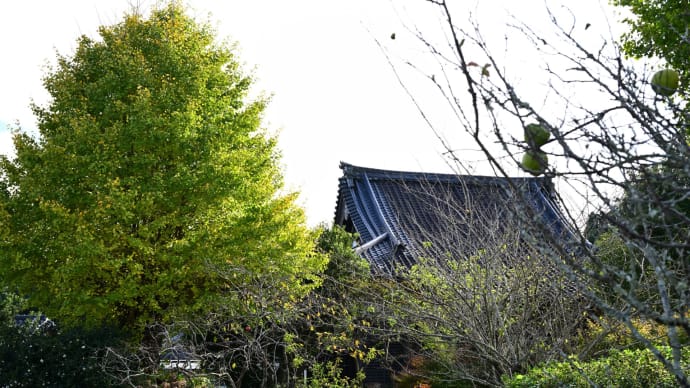 ◆天徳院の銀杏（いすみ市）　